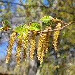 Carpinus betulus flower picture by Radosław Urban (cc-by-sa)