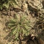 Sisymbrella aspera leaf picture by Denis Bastianelli (cc-by-sa)