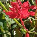 Salvia splendens flower picture by Rodrigo Acosta (cc-by-sa)