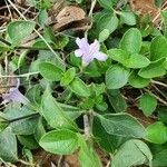 Ruellia prostrata habit picture by susan brown (cc-by-sa)