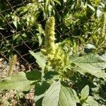 Amaranthus retroflexus habit picture by Ник Елена (cc-by-sa)