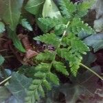 Asplenium adiantum-nigrum leaf picture by Patrick Nard (cc-by-sa)