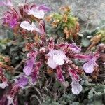 Teucrium chamaedrys fruit picture by Heber Martinez (cc-by-sa)