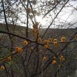 Vachellia farnesiana flower picture by Liz Pucket (cc-by-sa)