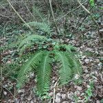 Polystichum aculeatum leaf picture by Ugoline Jacquot (cc-by-sa)