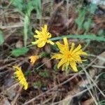 Hieracium murorum flower picture by László Balázs (cc-by-sa)