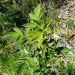 Rubus idaeus habit picture by Alain Bigou (cc-by-sa)