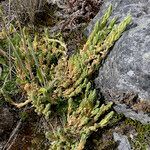 Cerastium kunthii habit picture by Fabien Anthelme (cc-by-sa)