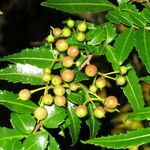 Azara lanceolata fruit picture by Daniel Barthelemy (cc-by-nc)