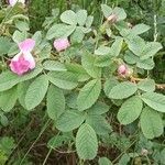 Rosa villosa habit picture by Marcin Janus (cc-by-sa)