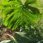 Monstera adansonii leaf picture by Campos Cinto Juliana (cc-by-sa)