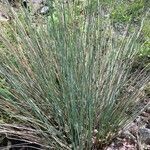 Juncus inflexus leaf picture by giulia canevari (cc-by-sa)