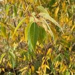 Salix amygdaloides leaf picture by Ree Tsai (cc-by-sa)