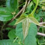 Dioscorea trifida leaf picture by Anghelo Herrera Calvo (cc-by-sa)