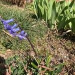 Hyacinthus orientalis habit picture by alain Aguilera (cc-by-sa)