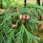 Thuja occidentalis fruit picture by Leyla G (cc-by-sa)