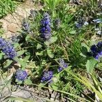 Ajuga genevensis flower picture by Marta Marta (cc-by-sa)