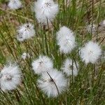 Eriophorum vaginatum flower picture by Engel Ralf (cc-by-sa)