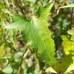 Mikania cynanchifolia leaf picture by Trap Hers (cc-by-sa)