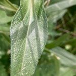 Erigeron atticus leaf picture by Fabien Anthelme (cc-by-sa)