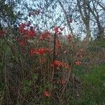 Chaenomeles japonica habit picture by cirse (cc-by-sa)