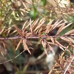 Catapodium rigidum habit picture by Yoan MARTIN (cc-by-sa)