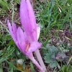 Colchicum autumnale flower picture by Francesca (cc-by-sa)