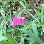 Lathyrus latifolius flower picture by Encinas Juan Pablo (cc-by-sa)