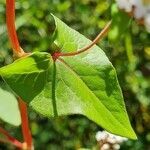 Fagopyrum esculentum leaf picture by Antoine 🌱 AFFOUARD (cc-by-sa)