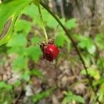 Trillium erectum fruit picture by Richard Wideman (cc-by-sa)