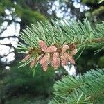 Abies alba flower picture by Jordanov Darko (cc-by-sa)