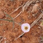 Calochortus flexuosus flower picture by Jim Conroy (cc-by-sa)