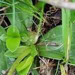 Gentiana angustifolia leaf picture by Christophe Gautreau (cc-by-sa)