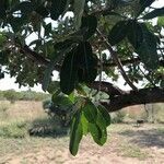 Terminalia sericea leaf picture by Geraldine Lamprecht (cc-by-sa)