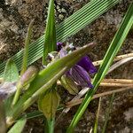 Polygala alpestris flower picture by Fabien Anthelme (cc-by-sa)