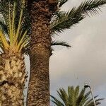 Phoenix canariensis habit picture by Caroline Merrem (cc-by-sa)