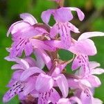 Dactylorhiza saccifera flower picture by Fiesta Montenegro (cc-by-sa)