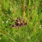 Juncus inflexus fruit picture by Andreas Grindler (cc-by-sa)