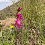 Gladiolus illyricus habit picture by Collados Ana (cc-by-sa)