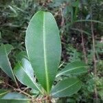 Syzygium borbonicum leaf picture by Anziz AHMED ABDOU (cc-by-sa)