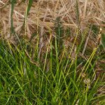 Carex ericetorum habit picture by Martin Bishop (cc-by-sa)