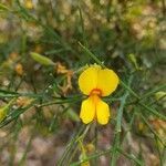 Jacksonia sternbergiana flower picture by Julia Wolpertinger (cc-by-sa)