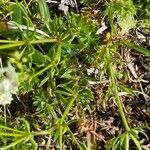 Galium anisophyllon leaf picture by Jacques Zuber (cc-by-sa)