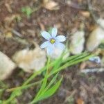 Sisyrinchium mucronatum flower picture by Amanda Fleming (cc-by-sa)