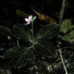 Sonerila hirsuta habit picture by Daniel Barthelemy (cc-by-nc)