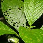 Drymonia lanceolata leaf picture by Nelson Zamora Villalobos (cc-by-nc)