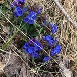 Pulmonaria angustifolia flower picture by Greta P. (cc-by-sa)