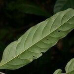 Ryania speciosa leaf picture by Jean-François Molino (cc-by-sa)