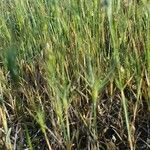 Aegilops neglecta habit picture by López Javier (cc-by-sa)