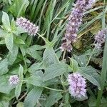 Mentha spicata habit picture by Pavel Svancara (cc-by-sa)